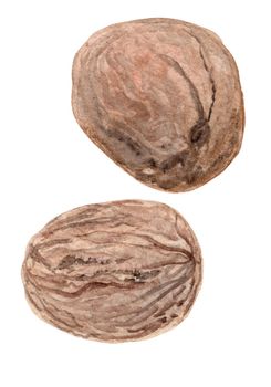 watercolor hand drawn brown walnut isolated on white background