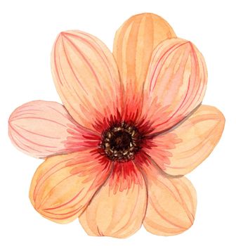 watercolor hand drawn single orange flower gerbera isolated on white background