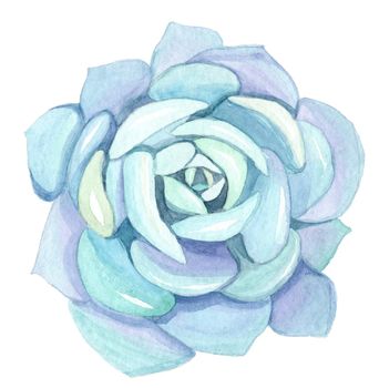 watercolor blue succulent echeveria isolated on white background. Hand drawn turquoise houseplant top view