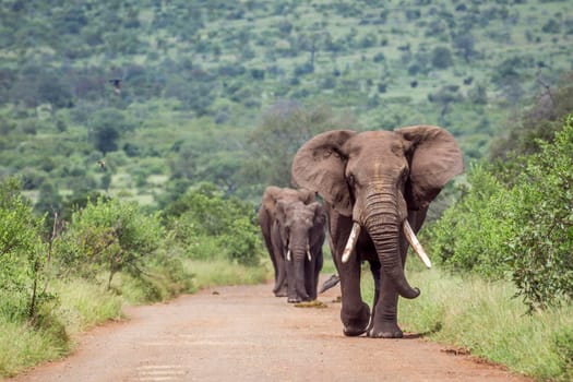 African bush elephant walking in safari road in Kruger National park, South Africa ; Specie Loxodonta africana family of Elephantidae