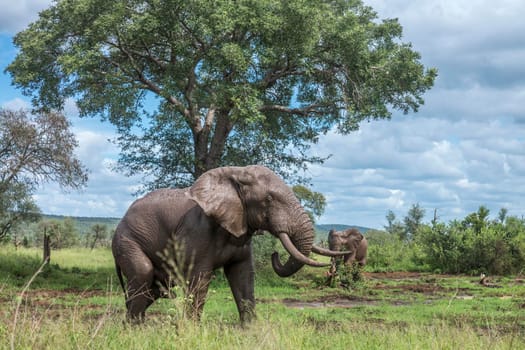 African bush elephant mud bathng in Kruger National park, South Africa ; Specie Loxodonta africana family of Elephantidae