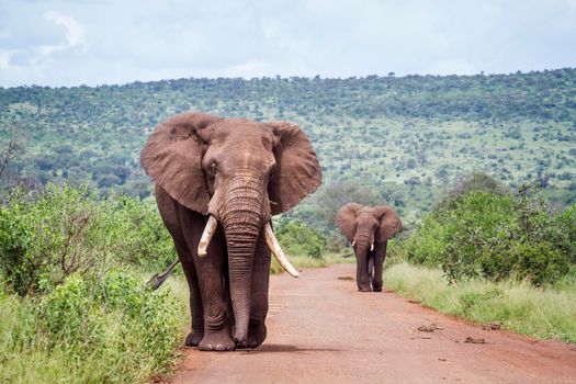 Two big African bush elephants walking on safari road in Kruger National park, South Africa ; Specie Loxodonta africana family of Elephantidae
