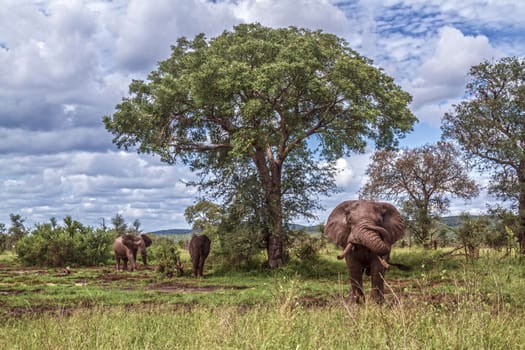 Three African bush elephant mud bathing in Kruger National park, South Africa ; Specie Loxodonta africana family of Elephantidae