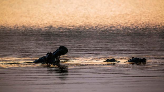 Hippopotamus yawning at sunset in Kruger National park, South Africa ; Specie Hippopotamus amphibius family of Hippopotamidae