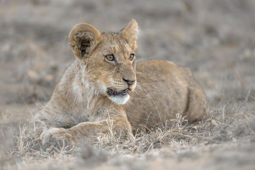 Cute Baby African lion lying down in in Kruger National park, South Africa ; Specie Panthera leo family of Felidae