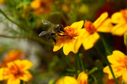 Photo of yellow flower and bumblebee pollinating, close-up photo of insect and a flower