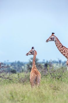 Young Giraffe and mother in green savannah in Kruger National park, South Africa ; Specie Giraffa camelopardalis family of Giraffidae