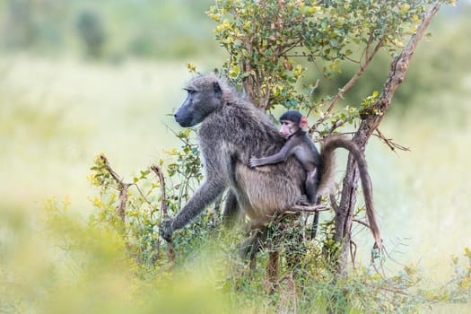 Chacma baboon mother carying her baby in Kruger National park, South Africa ; Specie Papio ursinus family of Cercopithecidae