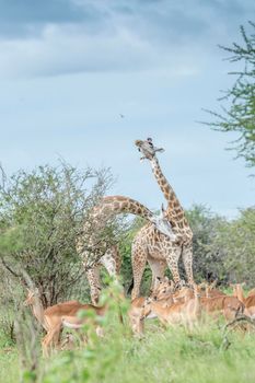 Giraffe couple meeting and impala in Kruger National park, South Africa ; Specie Giraffa camelopardalis family of Giraffidae