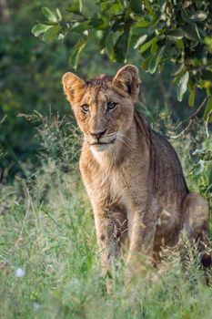 Young African lion sitted in Kruger National park, South Africa ; Specie Panthera leo family of Felidae