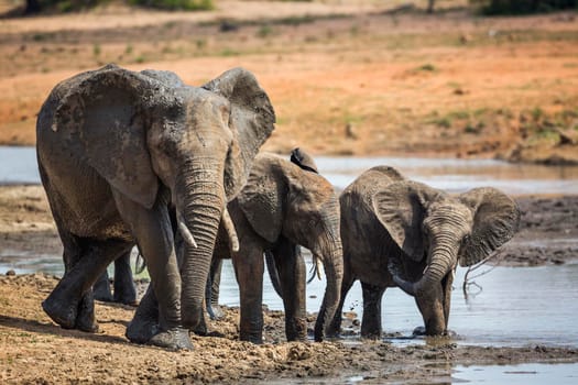 African bush elephant family drinking in waterhole in Kruger National park, South Africa ; Specie Loxodonta africana family of Elephantidae