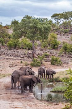 African bush elephant group drinking in waterhole in Kruger National park, South Africa ; Specie Loxodonta africana family of Elephantidae