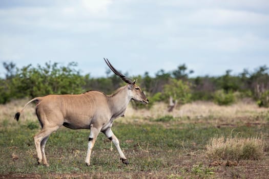 Common eland horned male walking in Kruger National park, South Africa ; Specie Taurotragus oryx family of Bovidae