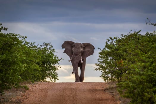 African bush elephant in Kruger National park, South Africa ; Specie Loxodonta africana family of Elephantidae