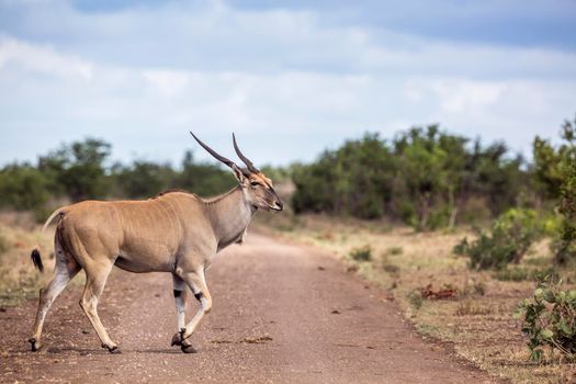 Common eland horned male crossing dirt road in Kruger National park, South Africa ; Specie Taurotragus oryx family of Bovidae