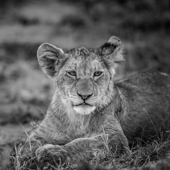 African lion in Kruger National park, South Africa ; Specie Panthera leo family of Felidae