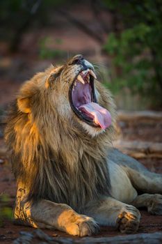 African lion in Kruger National park, South Africa ; Specie Panthera leo family of Felidae