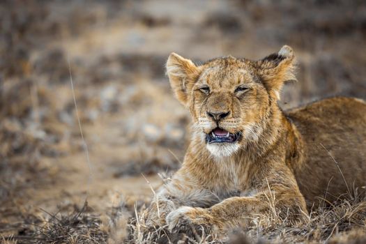 African lion in Kruger National park, South Africa ; Specie Panthera leo family of Felidae