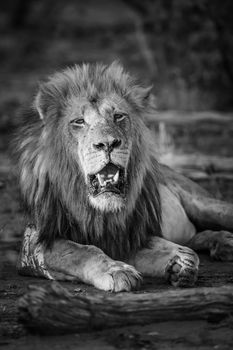 African lion in Kruger National park, South Africa ; Specie Panthera leo family of Felidae