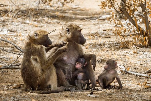 Chacma baboon family with babies in Kruger National park, South Africa ; Specie Papio ursinus family of Cercopithecidae