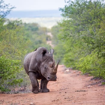 Southern white rhinoceros walking front view in Kruger National park, South Africa ; Specie Ceratotherium simum simum family of Rhinocerotidae