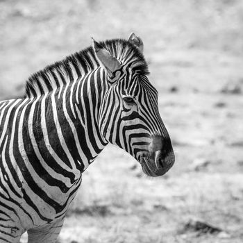 Plains zebra portrait black and white in Kruger National park, South Africa ; Specie Equus quagga burchellii family of Equidae