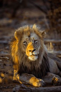 African lion in Kruger National park, South Africa ; Specie Panthera leo family of Felidae