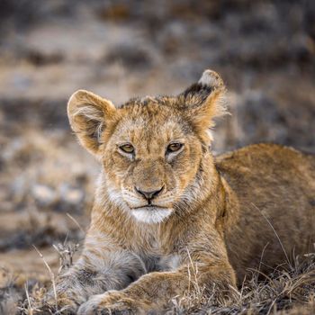 African lion in Kruger National park, South Africa ; Specie Panthera leo family of Felidae