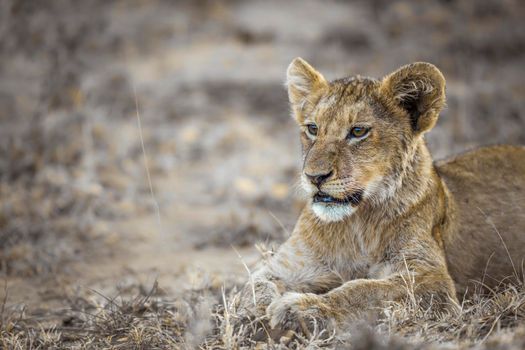 African lion in Kruger National park, South Africa ; Specie Panthera leo family of Felidae