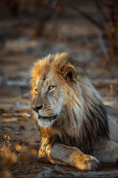 African lion in Kruger National park, South Africa ; Specie Panthera leo family of Felidae