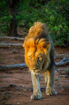 African lion male walking in twilight in Kruger National park, South Africa ; Specie Panthera leo family of Felidae