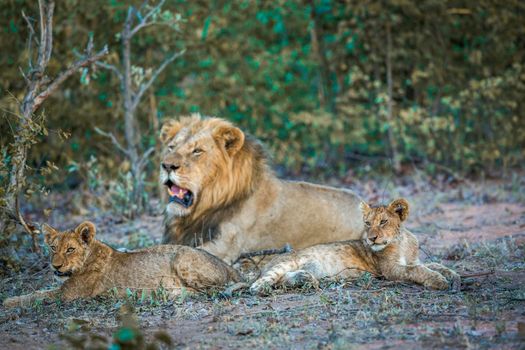 African lion in Kruger National park, South Africa ; Specie Panthera leo family of Felidae