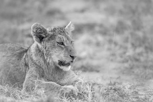 African lion in Kruger National park, South Africa ; Specie Panthera leo family of Felidae