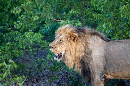 African lion male portrait in Kruger National park, South Africa ; Specie Panthera leo family of Felidae