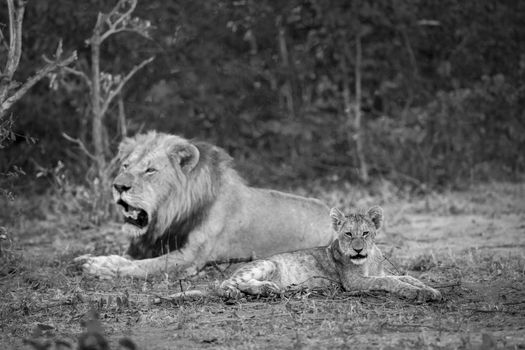 African lion in Kruger National park, South Africa ; Specie Panthera leo family of Felidae