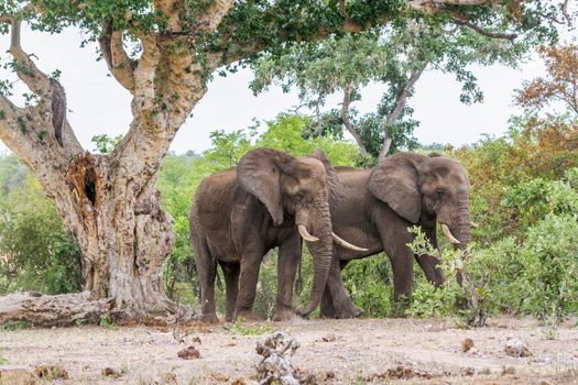 Two African bush elephant in Kruger National park, South Africa ; Specie Loxodonta africana family of Elephantidae