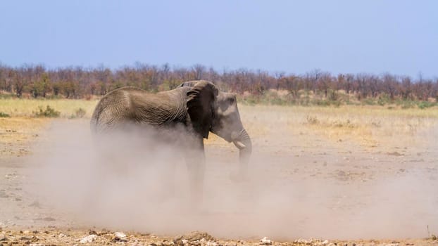 African bush elephant in Kruger National park, South Africa ; Specie Loxodonta africana family of Elephantidae