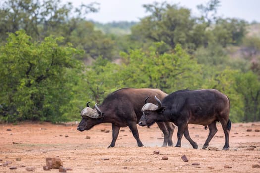 Two African buffalo big bull in Kruger National park, South Africa ; Specie Syncerus caffer family of Bovidae