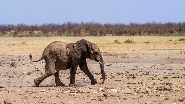 African bush elephant in Kruger National park, South Africa ; Specie Loxodonta africana family of Elephantidae