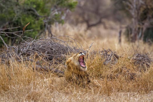 African lion in Kruger National park, South Africa ; Specie Panthera leo family of Felidae