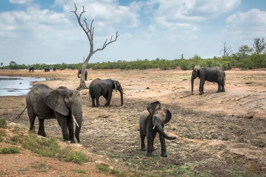 African bush elephant in Kruger National park, South Africa ; Specie Loxodonta africana family of Elephantidae