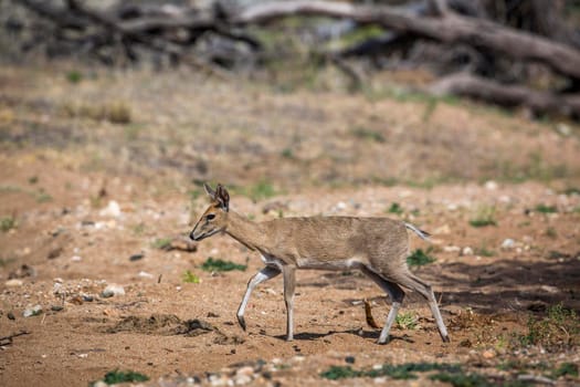 Common duiker female walking in Kruger National park, South Africa ; Specie Sylvicapra grimmia family of Bovidae