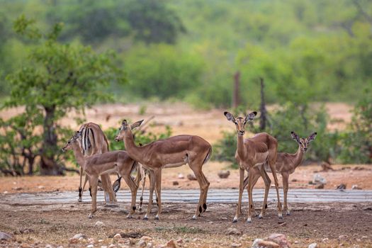 Common Impala in Kruger National park, South Africa ; Specie Aepyceros melampus family of Bovidae