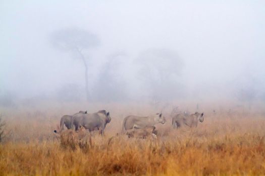 African lion in Kruger National park, South Africa ; Specie Panthera leo family of Felidae