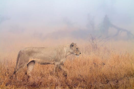 African lion in Kruger National park, South Africa ; Specie Panthera leo family of Felidae