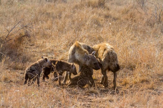 Spotted hyaena in Kruger National park, South Africa ; Specie Crocuta crocuta family of Hyaenidae