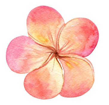 watercolor hand drawn orange Frangipani flower isolated on white background. Tropical floral