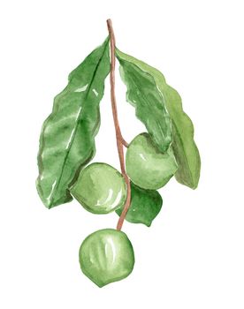 watercolor hand drawn macadamia branch with green leaves and nuts isolated on white background