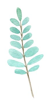 watercolor herb branch with green leaves isolated on white background