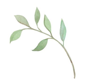 watercolor hand drawn branch with green leaves isolated on white background